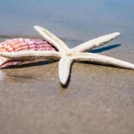 Beach Essentials Category Image (1)